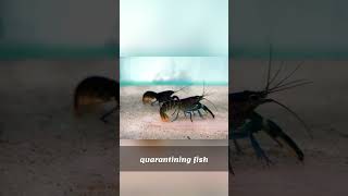 Quarantine Fish: Meds or Wait and See