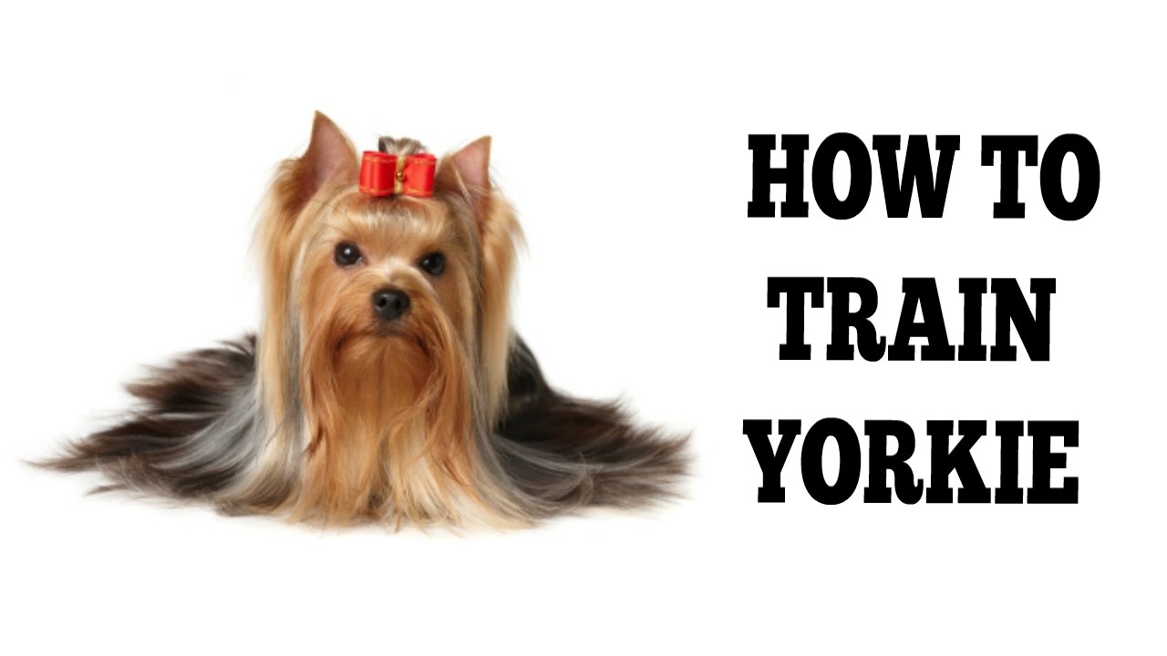 how to train a yorkie to attack - YouTube