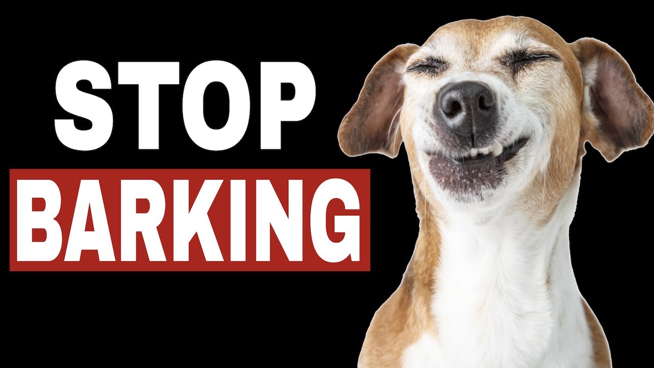 Sounds To Stop Dog Barking | HQ - YouTube