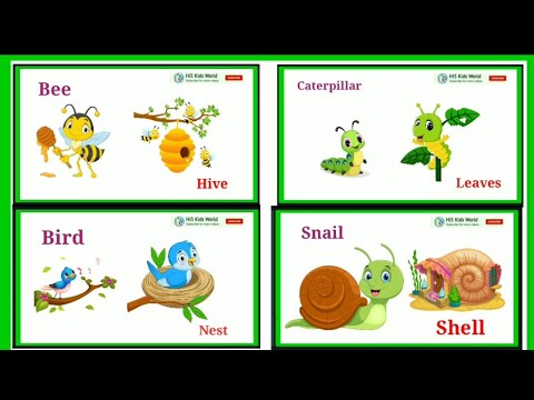 Class 1 English - Animals and their home names | Animals shelter names | Animals home name for kids - YouTube