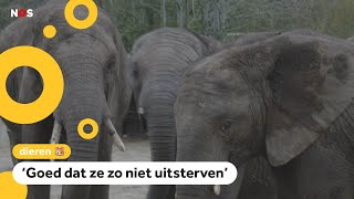Drie olifanten tegelijk drachtig: 'Geweldig nieuws'