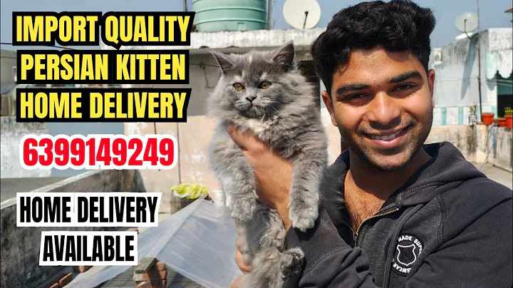 Video 7828981: russian blue persian cat, snow white persian cat, persian cat white male, quality persian cat, persian cat home