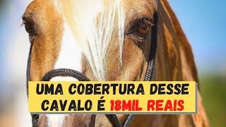 Cavarú-Retã Factor - One of the best Mangalarga Marchador breeders