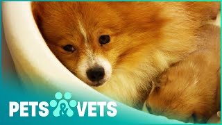 Mother Dog And Puppies Saved From Bad Breeders | Dog Tales