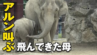 叫び声を息子の危機と勘違いして慌てて助けに来た母カラス、ハト、蝶々と遊ぶアルン2021.9.11