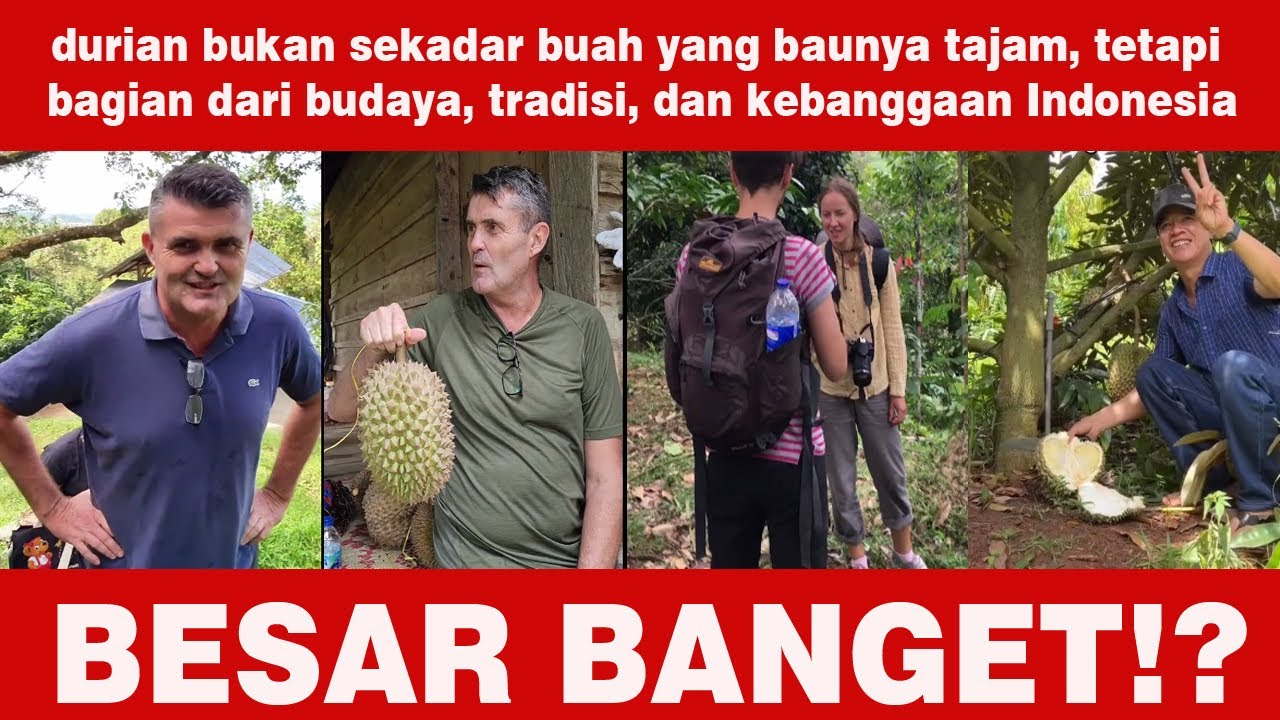 Kaget Berat! Bule Baru Tahu Ternyata Panen Durian Seseru Ini!