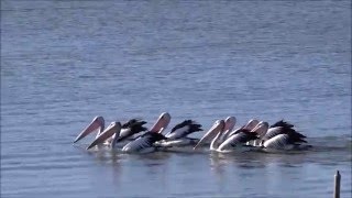 Australian pelicans (Pelecanus conspicillatus)