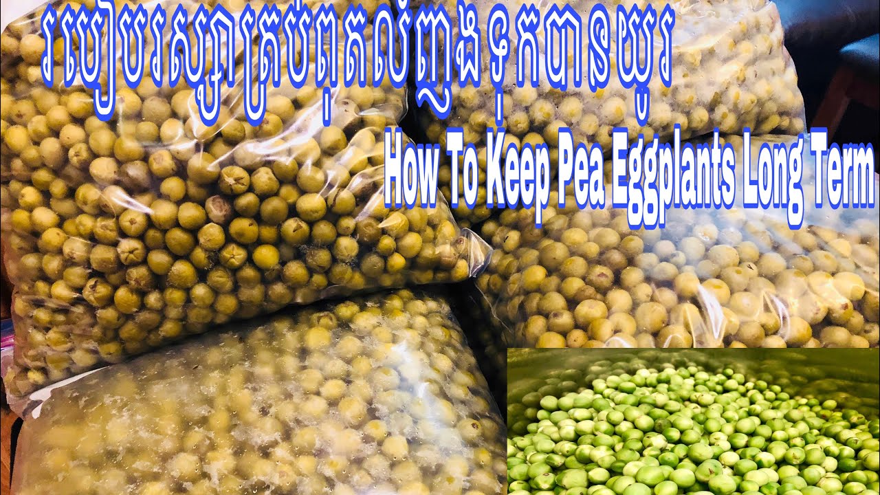 របៀបរស្សាត្រប់ពូតលំញងទុកបានយូរ How To Keep Pea Eggplants Long Term