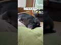 竹の棒でブタをシバく旦那#マッサージ #pig