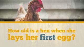 When Do Hens Lay First Egg?