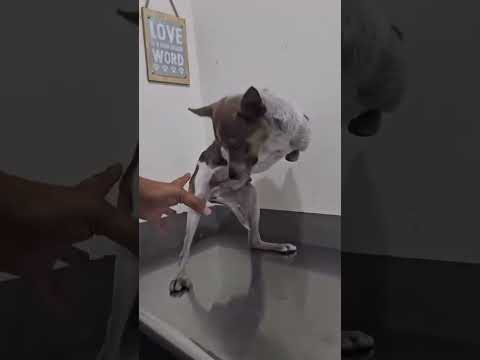 Legless Dog Fought