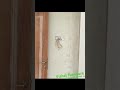 Loft and wardrobe making in Vishal furniture#YouTube#short#video#home furniture.