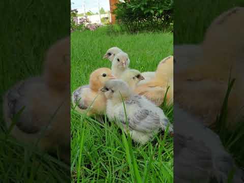 Video: Ameraucana kurčatá a veľkonočné vajcia kurčatá