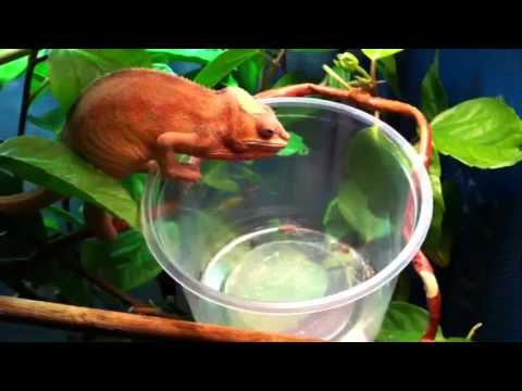 Cup Feeding B Dubias Youtube