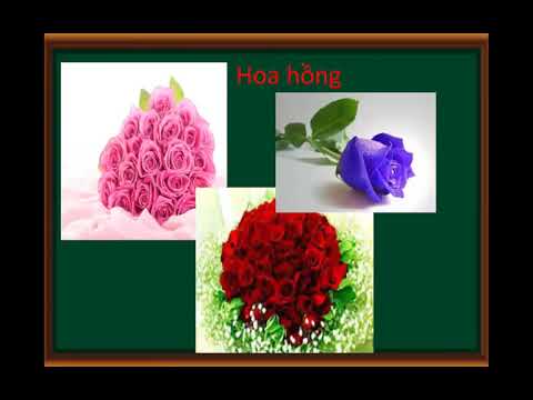 TIN HỌC 9–tuần 23