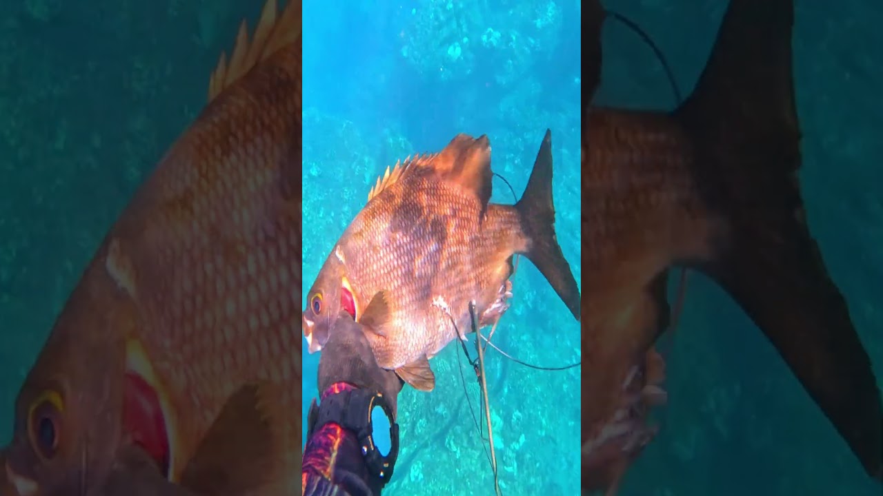 shot kahala, tako, broom fish, table boss, and one nice omilu