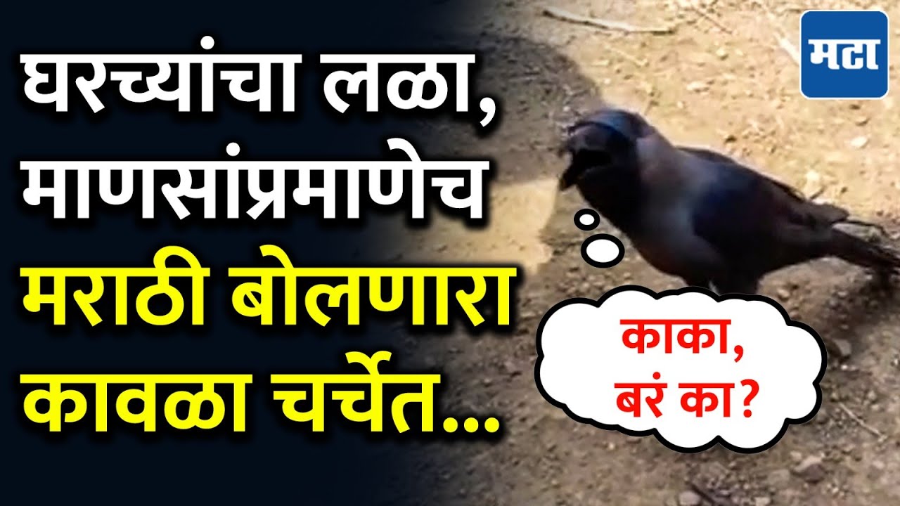 अंगा खांद्यावर बसतो, सोबत जेवण करतो... माणसाप्रमाणे मराठीतून बोलणारा पालघरमधील व्हायरल कावळा!