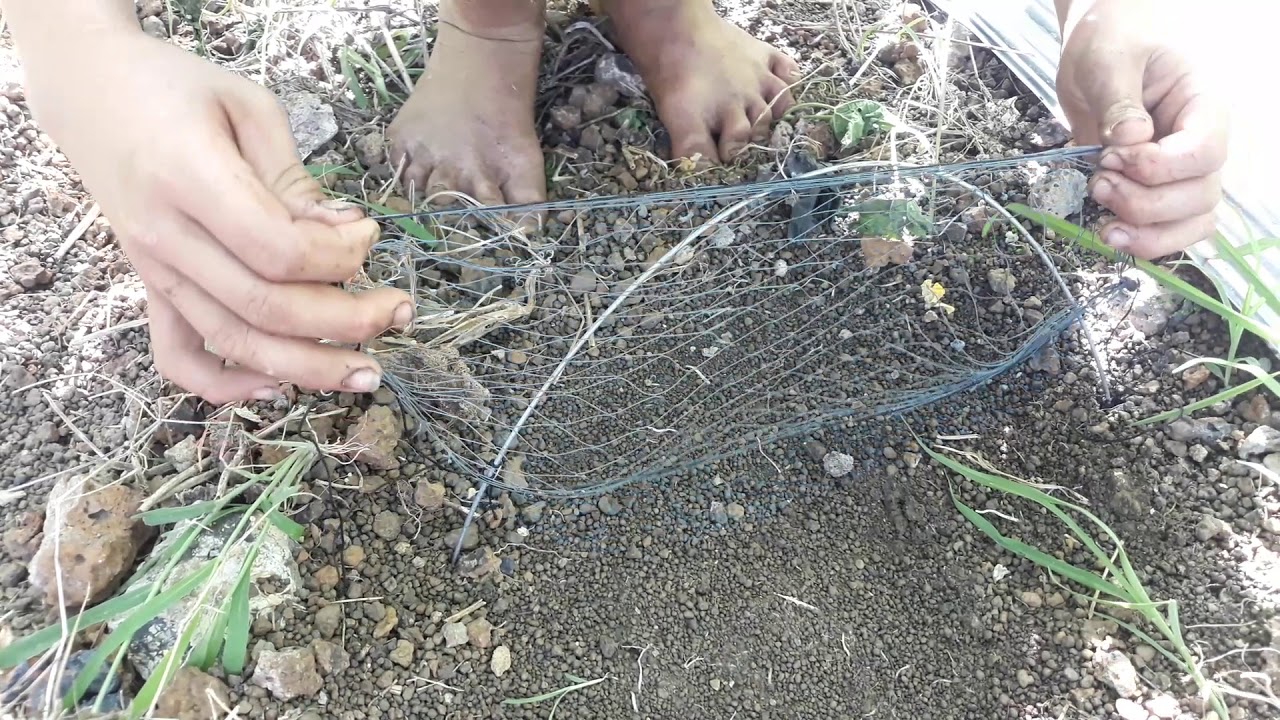 Cao thủ bẫy cút _cách bẫy cút