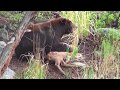 Bear eats elk calf alive - RAW uncut version - Yellowstone National Park Bear eats elk calf alive - RAW uncut version - Yellowstone National Park