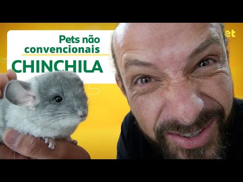 Vídeo: Como Potty Train Pet Rats
