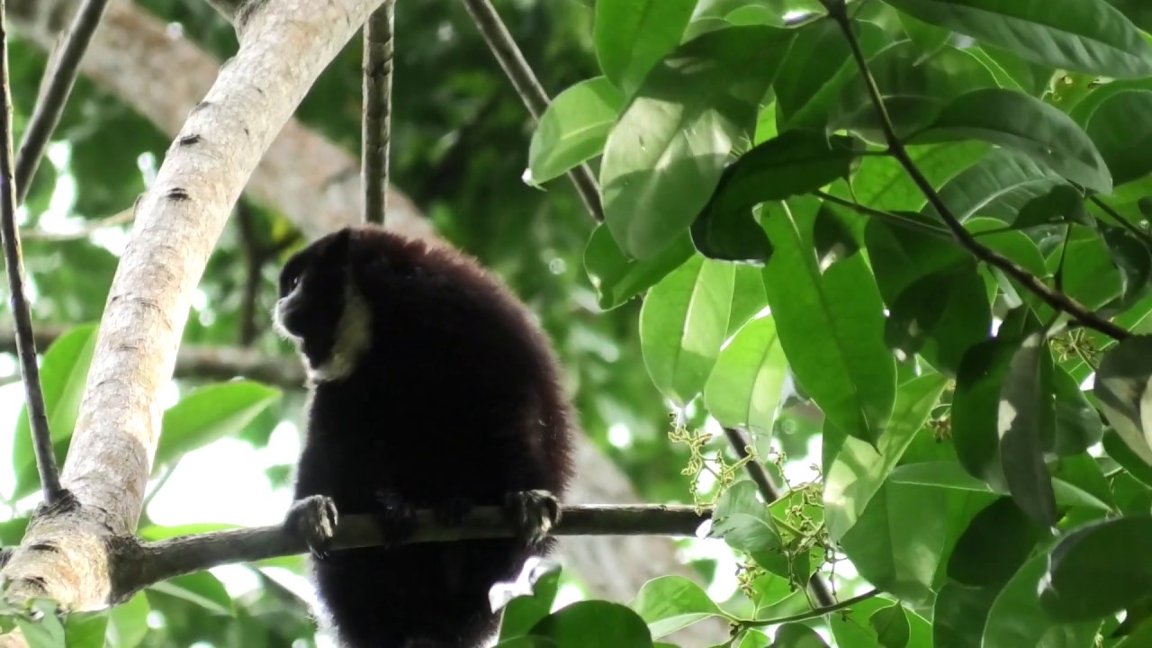 Lucifer/Yellow-Handed Titi Monkey!!! Cheracebus Lucifer