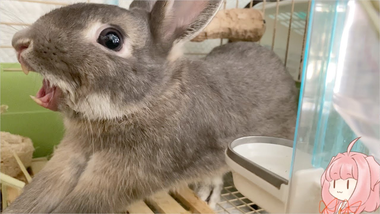 【うさぎ】うさざつ　#21【琴葉茜】