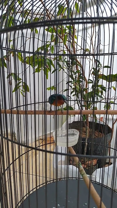 kolibri wulung gacor #gacor #kicaumania #kowul #kolibri #aviary #masteranburung #muraibatu