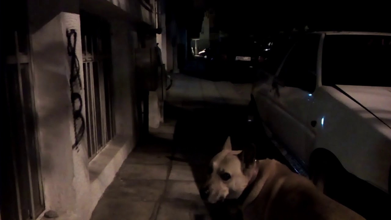 MIDNIGHT DOG WALK(5 Min...TRIBUTE) YouTube