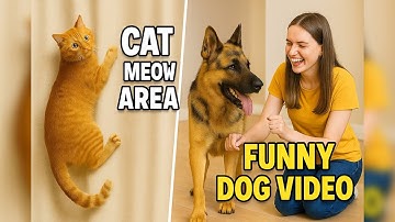 Dog funny video 🐶 Cat 😺 sound to attract cats. realistic multiple meows/kitten - funny cats