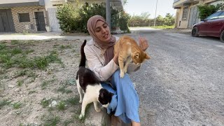 Friendly stray cats showed me they were missing me.