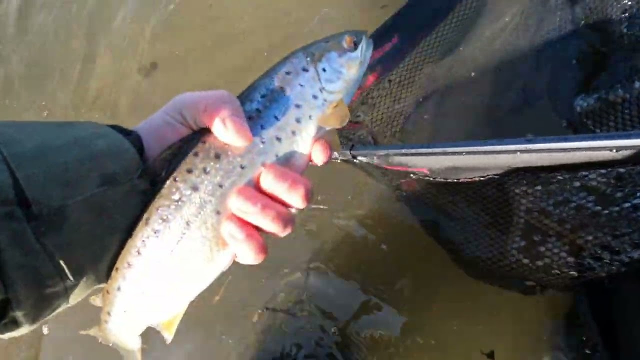 Havørredtur til lille vig // sea trout fishing YouTube