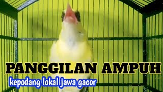 Download lagu KICAU SUARA KEPODANG JAWA di pagi hari VOLUME KERAS pancingan ampuh KEPODANG AGAR bunyi