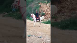 خيل عريات اصيل