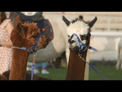 Διασκέδαση για όλη την οικογένεια στο Markopoulo Park