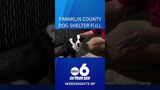 Franklin County Dog Shelter is at capacity, adoption prices reduced