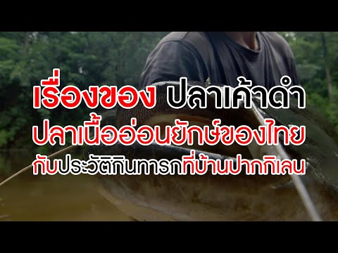 เรื่องราวของ 'ปลาเค้าดำ' ปลาเนื้ออ่อนยักษ์ของไทย กับประวัติกินทารกที่บ้านปากกิเลน