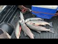 BEST SALMON FISHING ON THE KENAI RIVER | FLOSSING RED SALMON