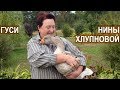 ХОЛМОГОРЫ И ТУЛЬСКИЕ БОЙЦОВЫЕ ГУСИ Хлупновой Н.В.