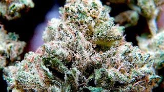 91 MALUBI PURE KUSH STRAIN REVIEW