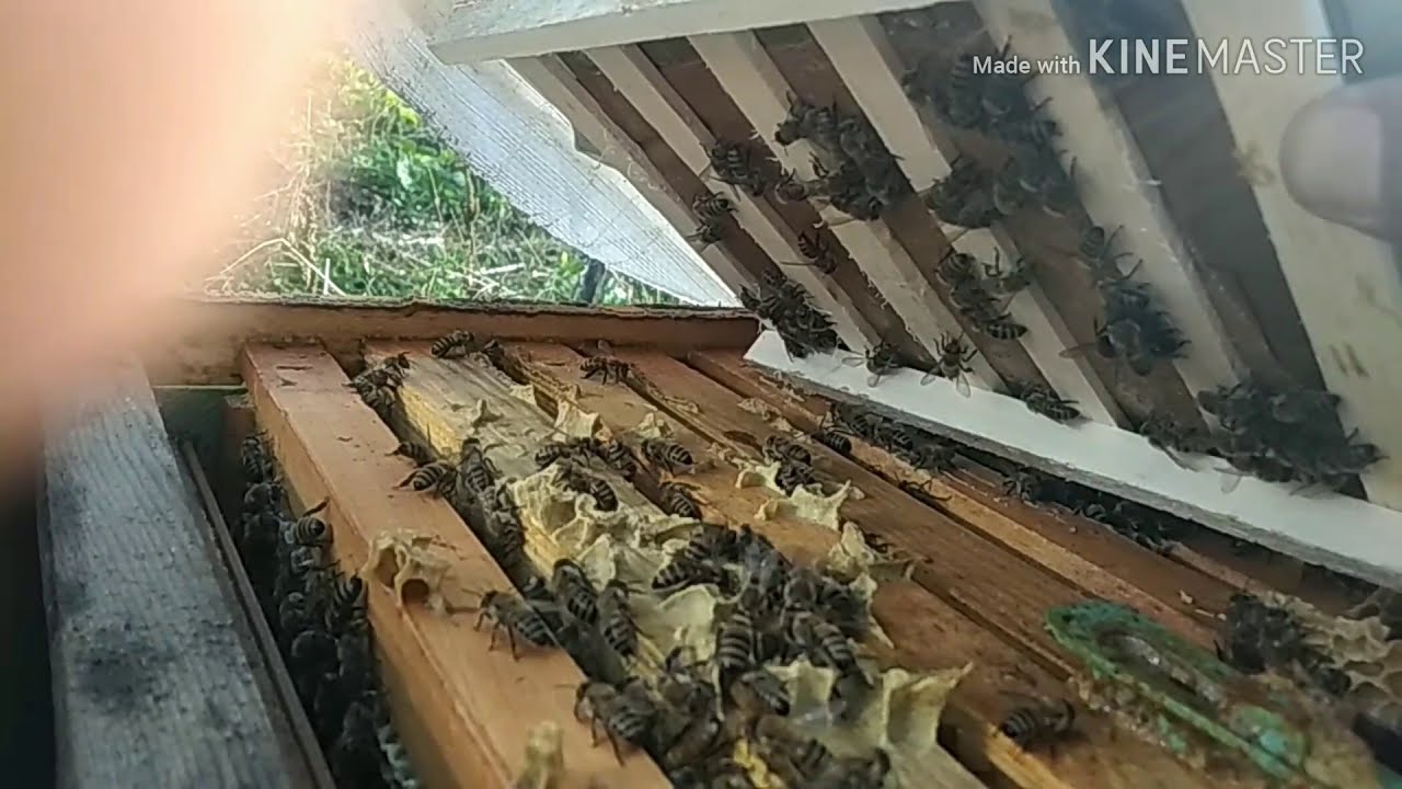 100 verimli Arıcılık basit kek verme aracı kış bakımı nasıl
