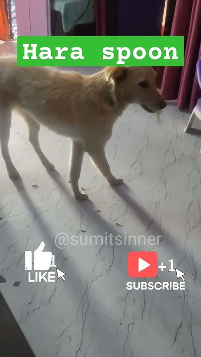 aagyakari-baccha-he-he-dog-who-dump-garbage-viral-trending