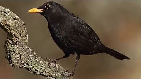 MERLA