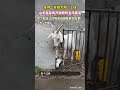 近日山東煙臺。一只山羊站在門前，竟用嘴熟練地叼起門鎖，三兩下便將鎖解開，隨后大搖大擺地走出家門。#動物的迷惑行為 #動物