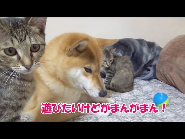 飼い主不在中、子猫のベビーシッターになる柴犬--Shiba Inu is a babysitter of kitten--