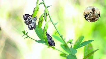 @القارئ الطبيب سعيد راضي تلاوة رائعه وطيبه لسورة الطور غفر الله للقارئ والسامع والناشر صلاه التروايح