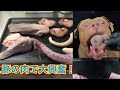 【飯テロ】ピットブルに豚の肉あげたら目が真っ黒になって大興奮！咀嚼音がクセになる！