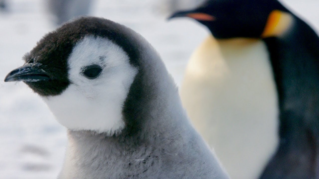 水中で泳ぐペンギンの姿を撮影した本編映像が解禁 映画 皇帝ペンギン ただいま 特別映像 Youtube