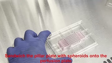 Spheroid transfer and dynamic culture in the perfusion plate