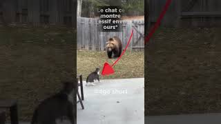 😱Un ours va attaquer ce chat et regarder sa réaction...#animals #shorts #cat