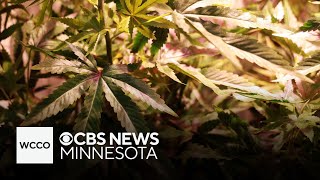 Cannabis vendors flock to Minneapolis 